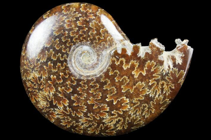 Polished, Agatized Ammonite (Cleoniceras) - Madagascar #97299